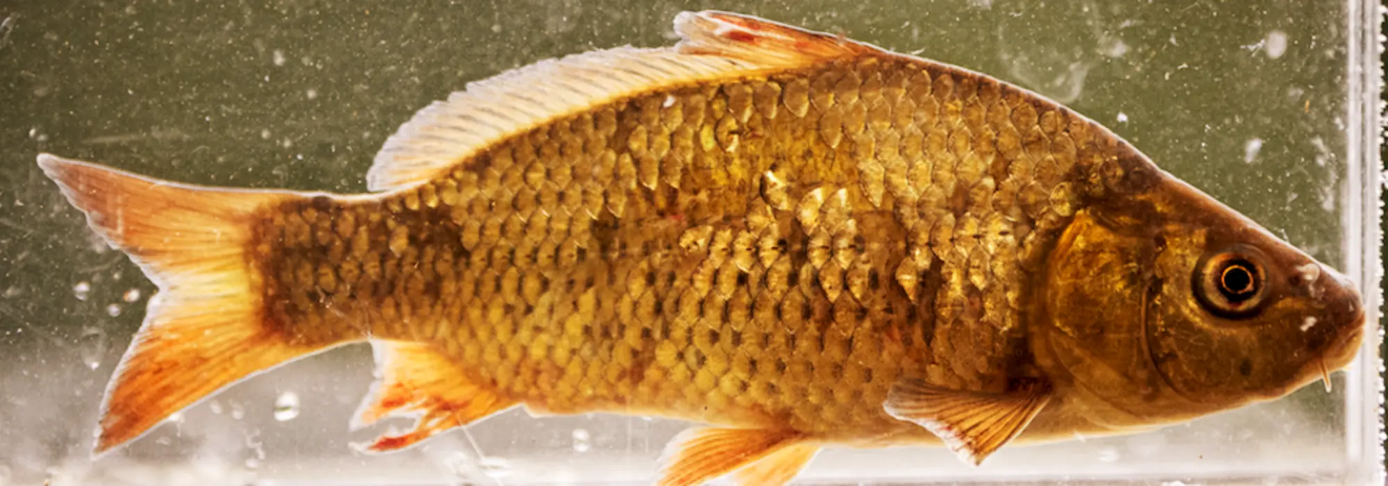 Golden fish with black and bronze spots is gently swimming in dark olive water 