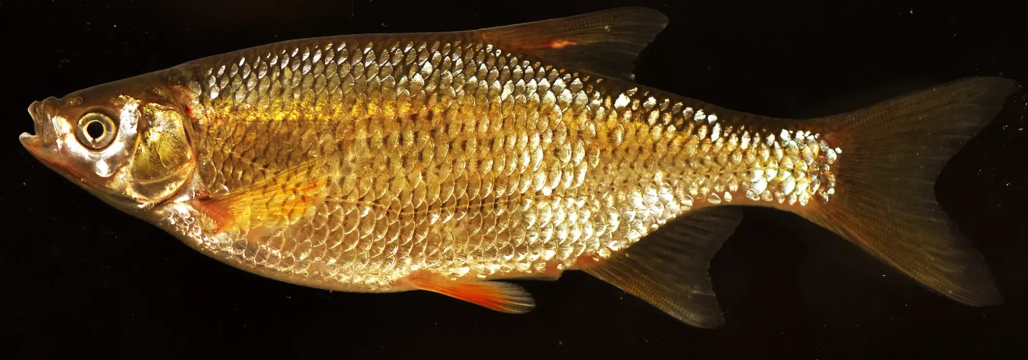 Bright bronze and golden colored fish with silver spotting is drifting in a black background