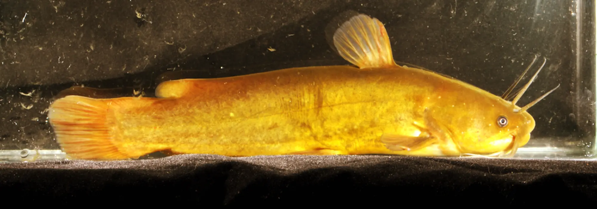 Yellow and golden colored fish with whiskers is drifting in the bottom of a dark water body
