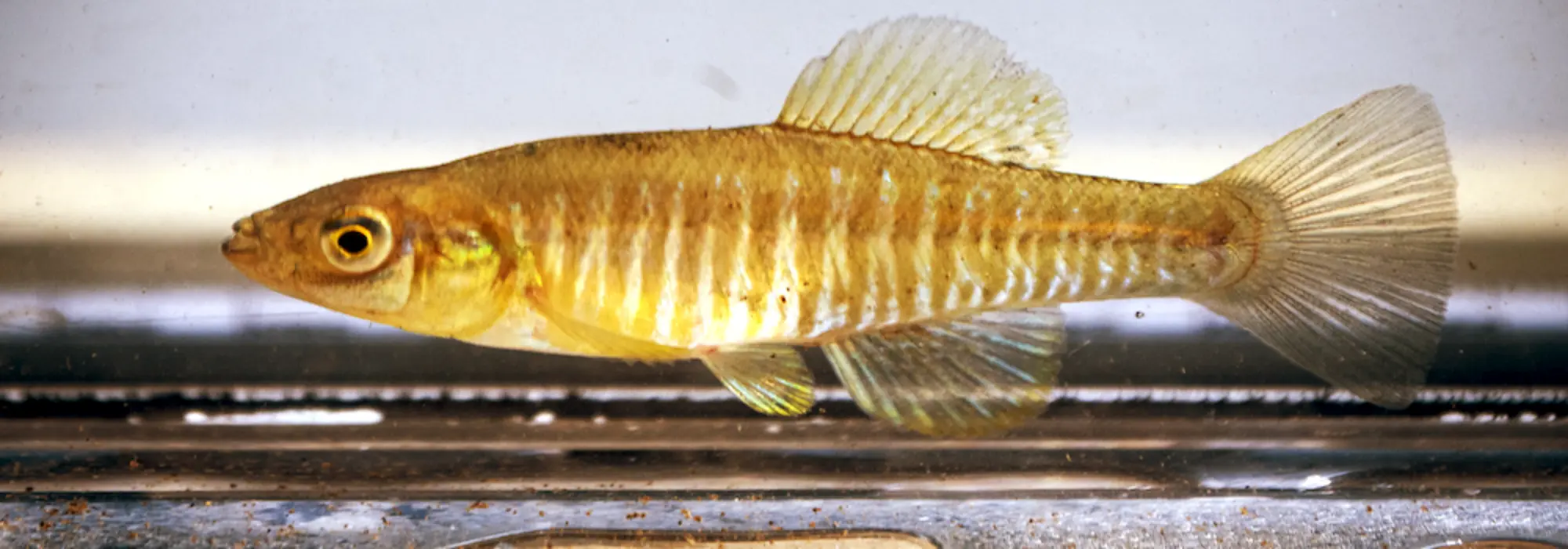 Bronze and yellow fish with dark brown stripes is drifting across the bottom of a water body