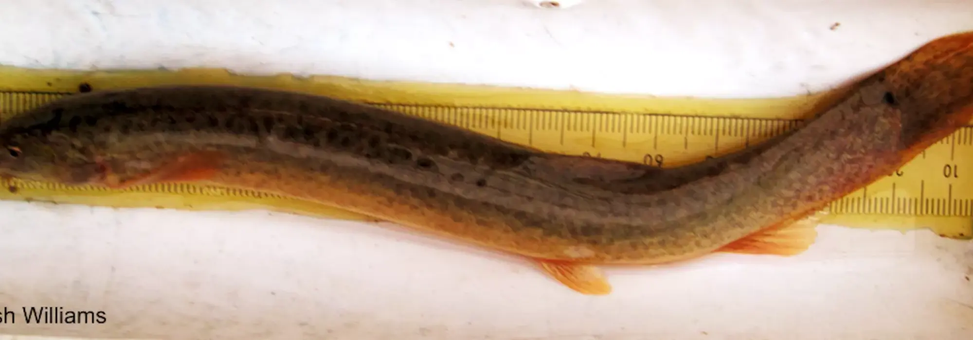 Elongated dark olive colored fish is displayed along the measuring tape 