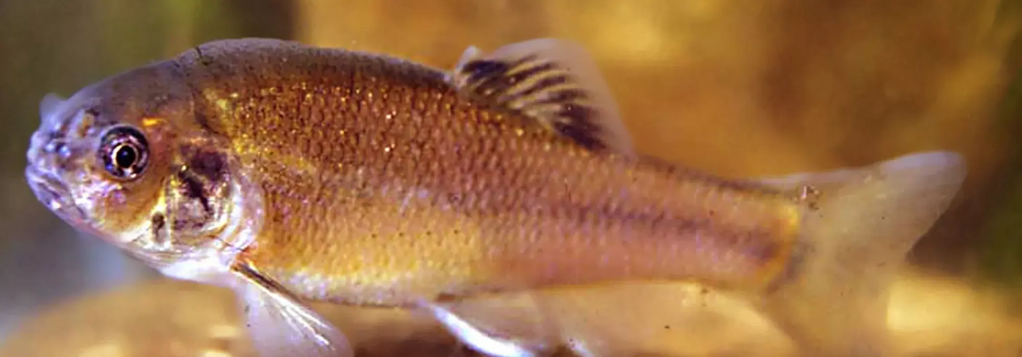 Bright olive and bronze colored fish is swimming in a water body