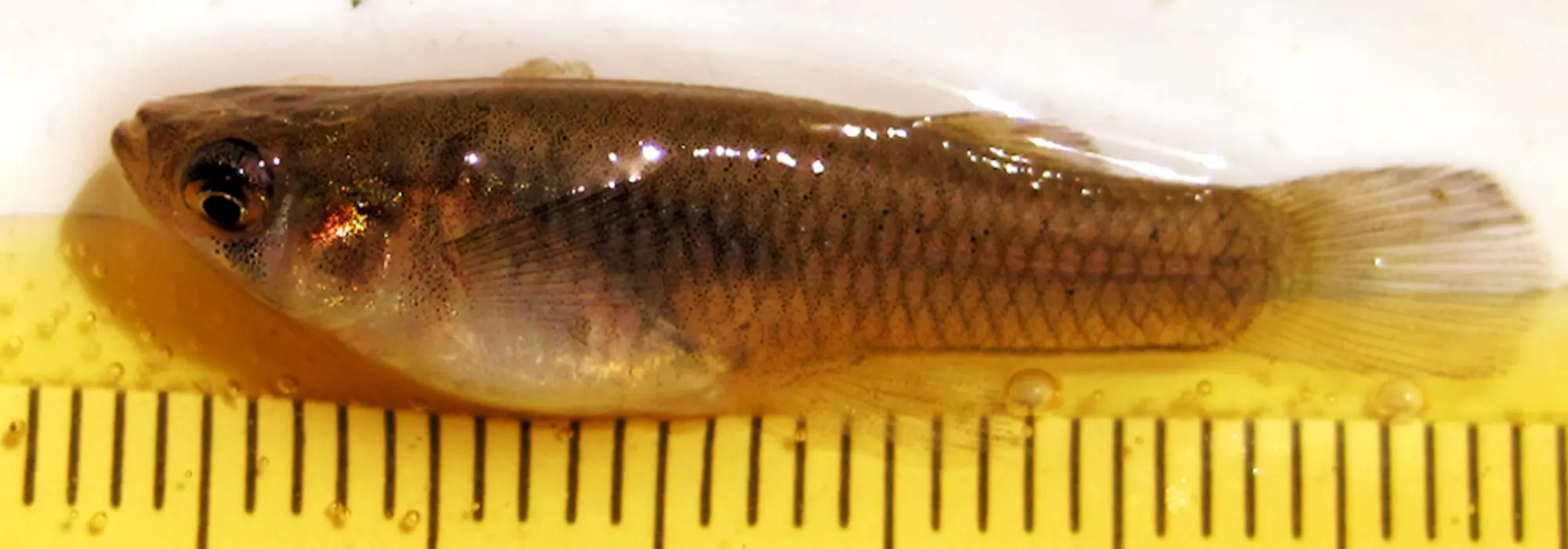 Dark olive and light gray colored mosquitofish is displayed across the measuring tape on the surface