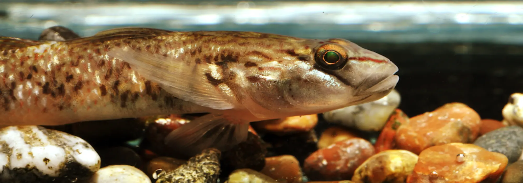 A close up view of a dark olive and black colored fish is resting on the multicolored pebbles of the riverbed 