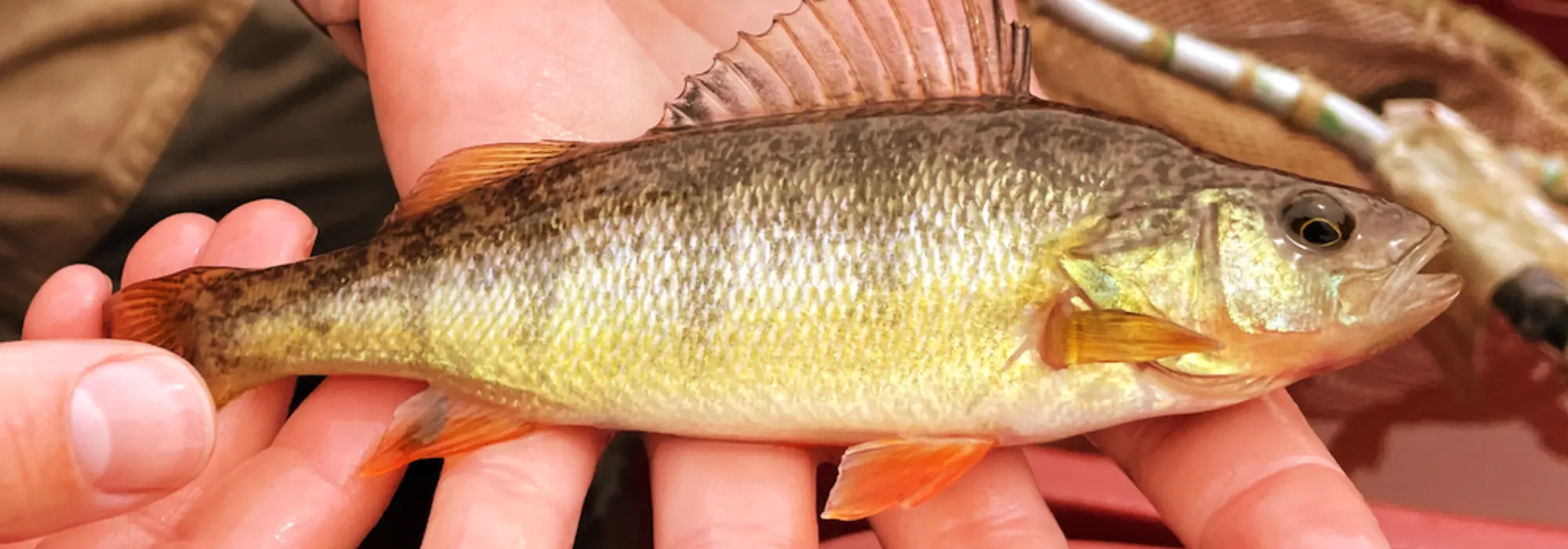 White person's hands are holding a small light gray and white colored fish with black stripes that is presumably dead