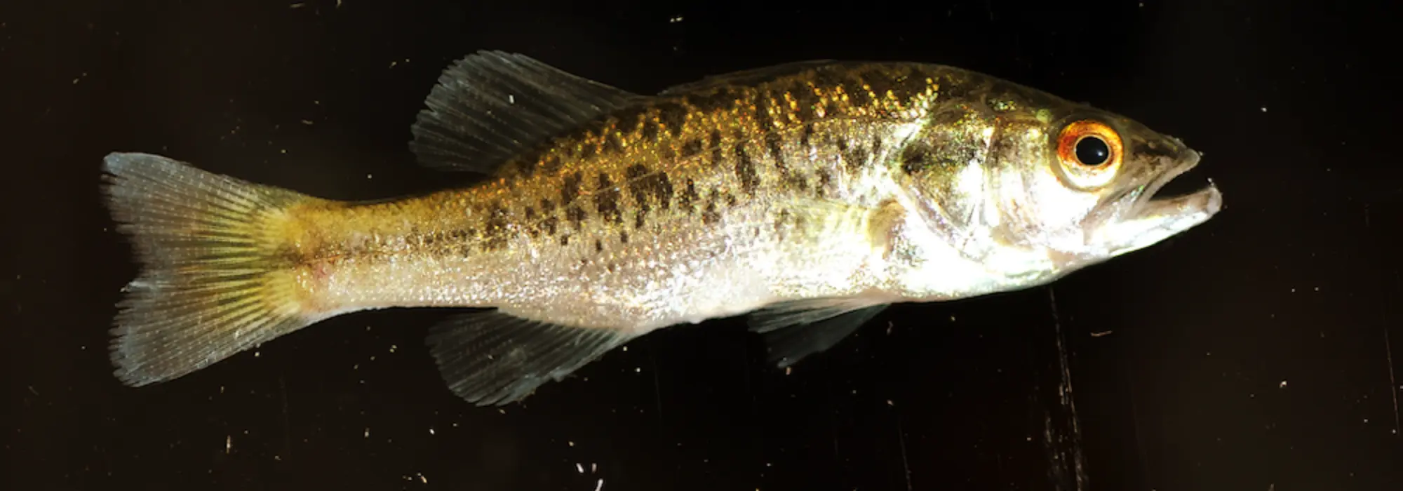 A silver and olive colored fish with orange and black eyes is drifting across the dark waters