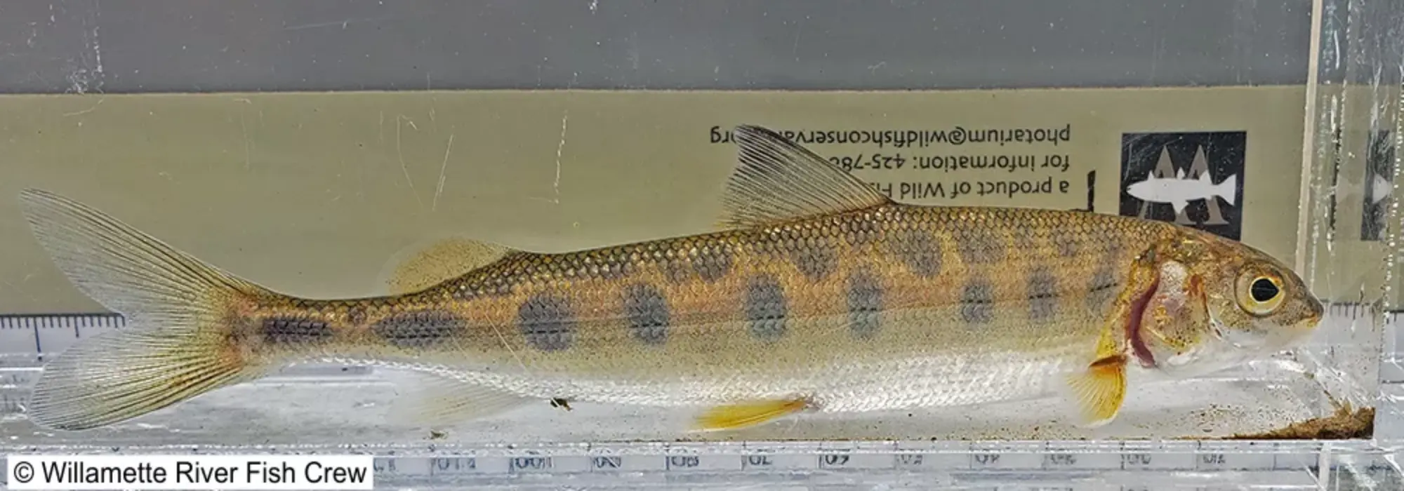 Bronze, orange, and gray colored juvenile whitefish is swimming in a transparent fish tank