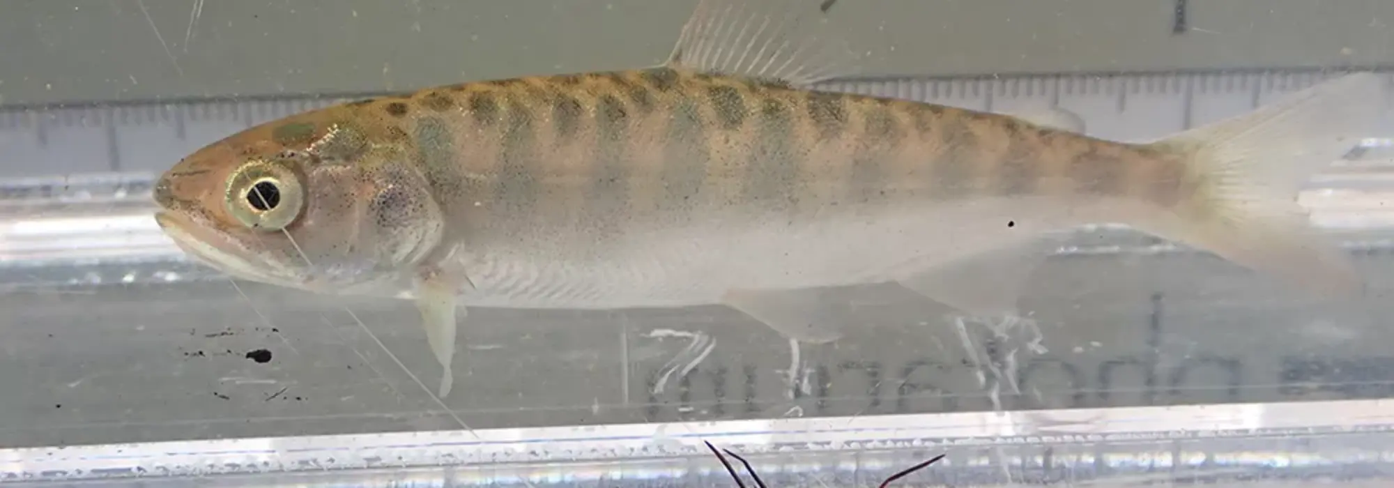 Juvenile light apricot and bronze colored chinook salmon fish is swimming in the fish tank