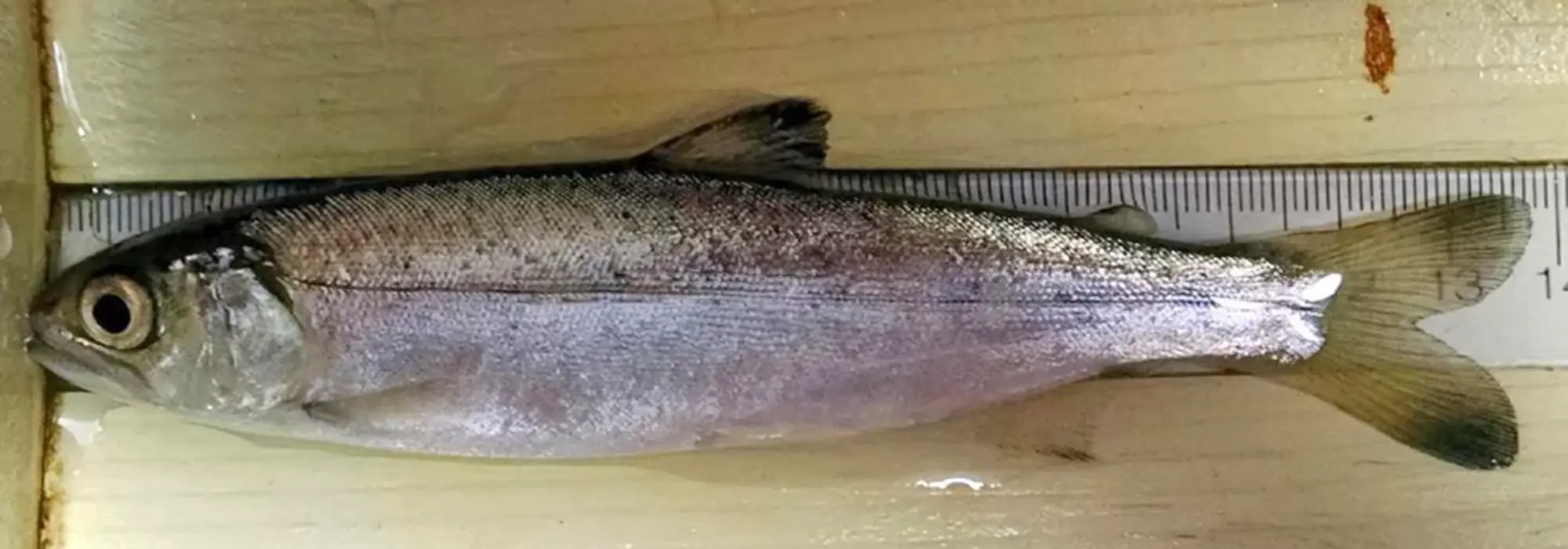 Silver and white colored dead fish is displayed against a measuring tape on the surface