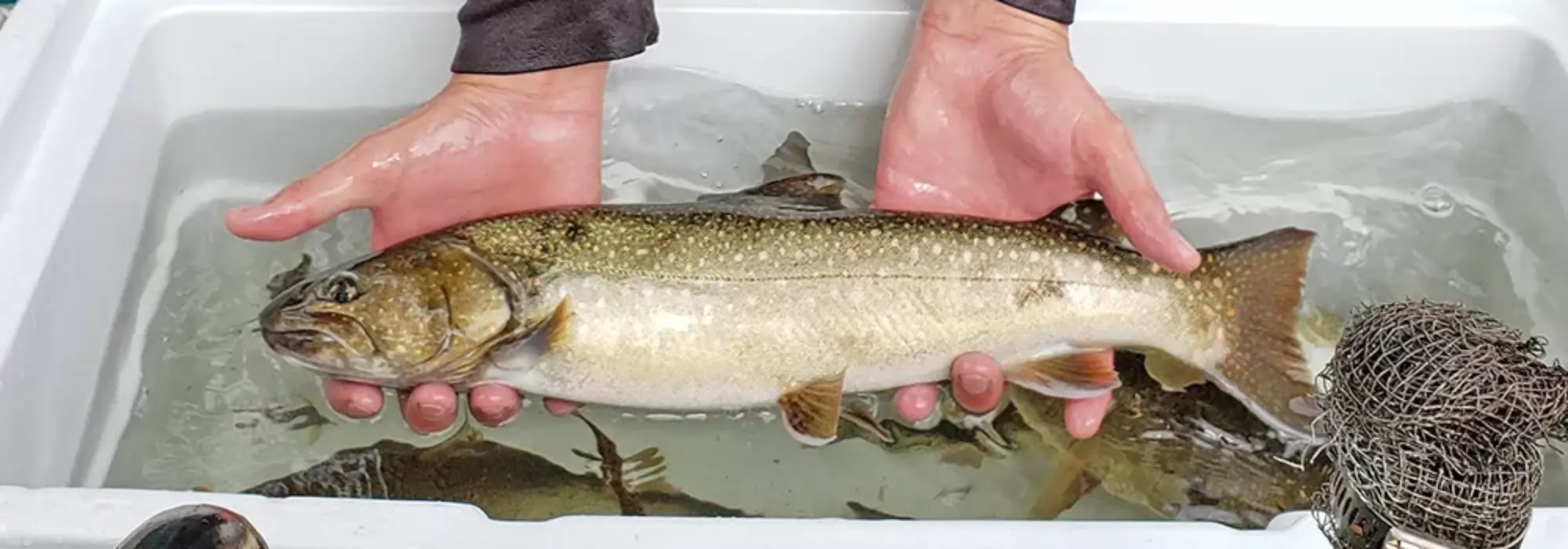 White person's hands are holding a medium sized light gray and brown colored fish above a small tray with water