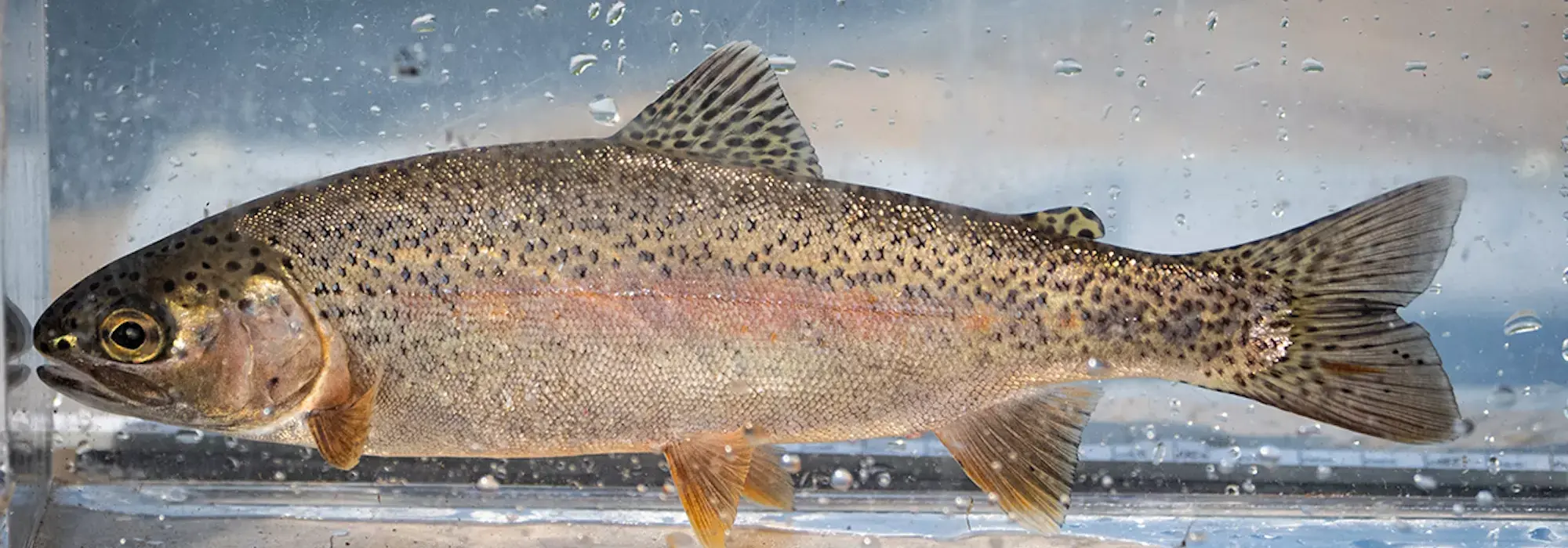 Maroon, orange, yellow, dark gray and brown colored rainbow trout fish is swimming in the transparent fish tank