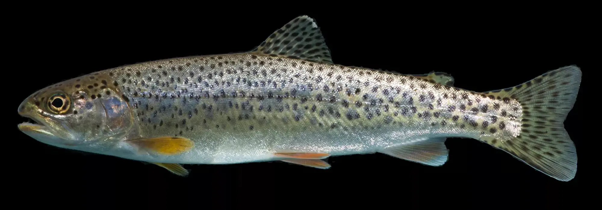 silver, gray, and white colored fish is swimming in the dark background of a water body