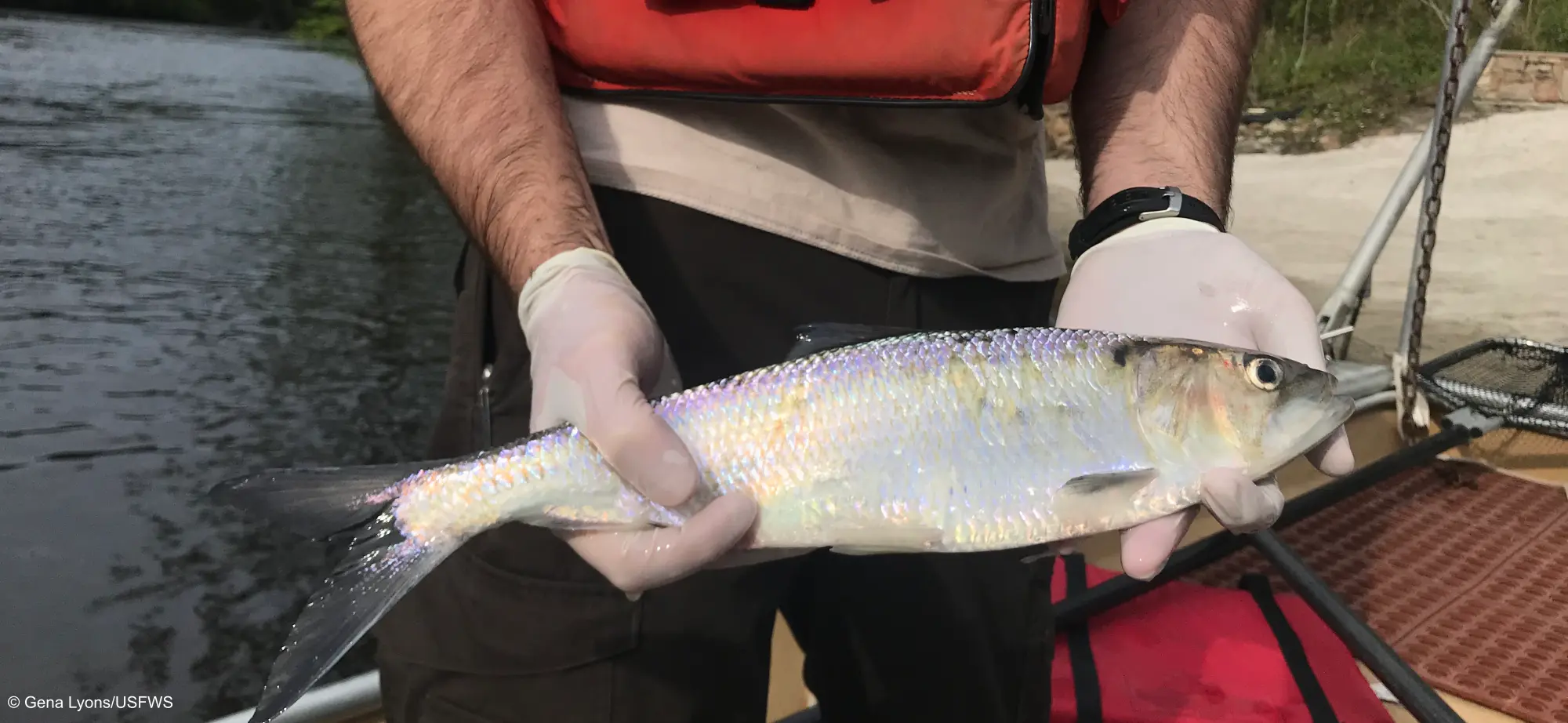 A person is holding a fish