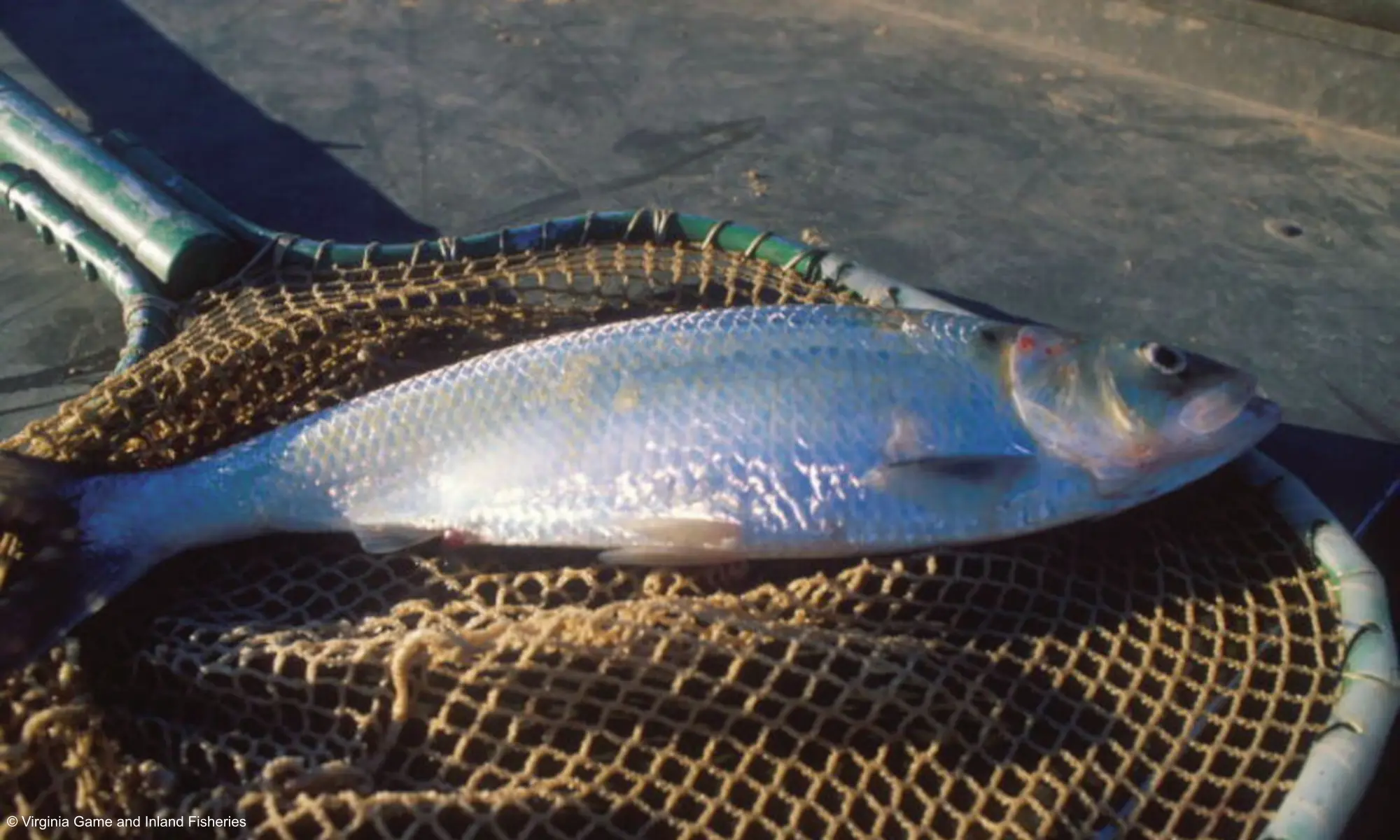 A fish on a net
