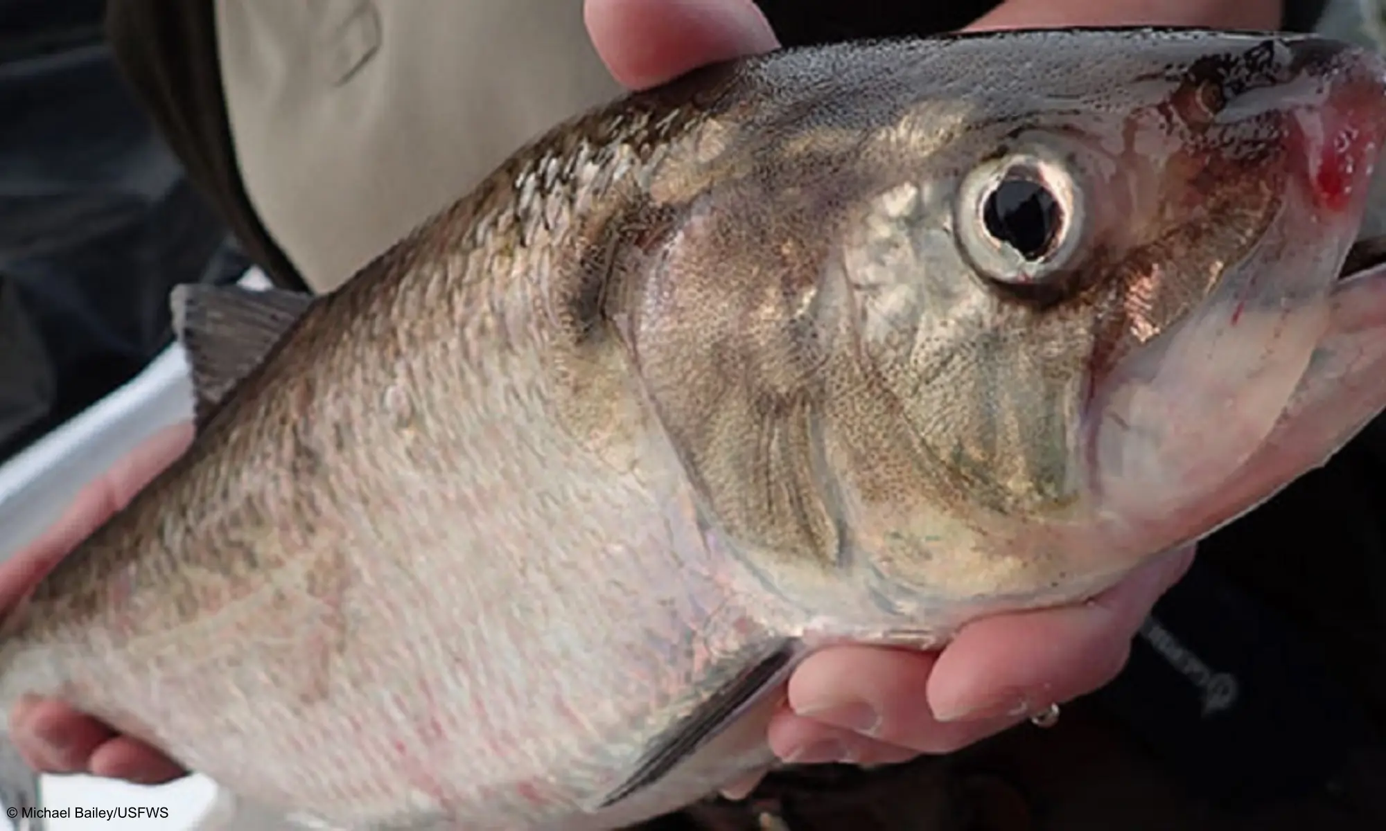 A fish head close up