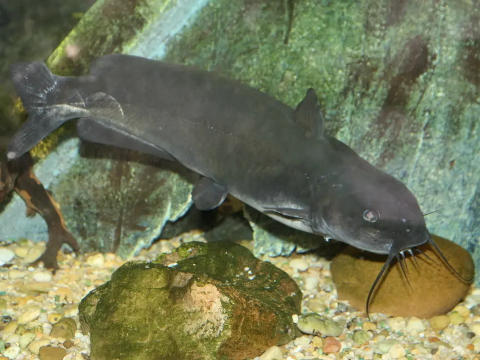 A catfish is next some green stone