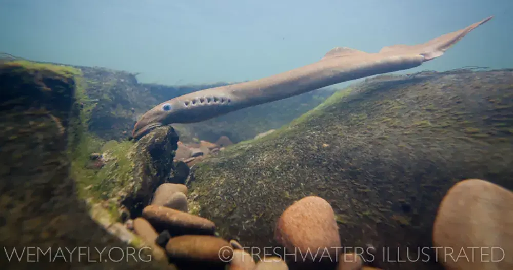 A pacific lamprey underwater