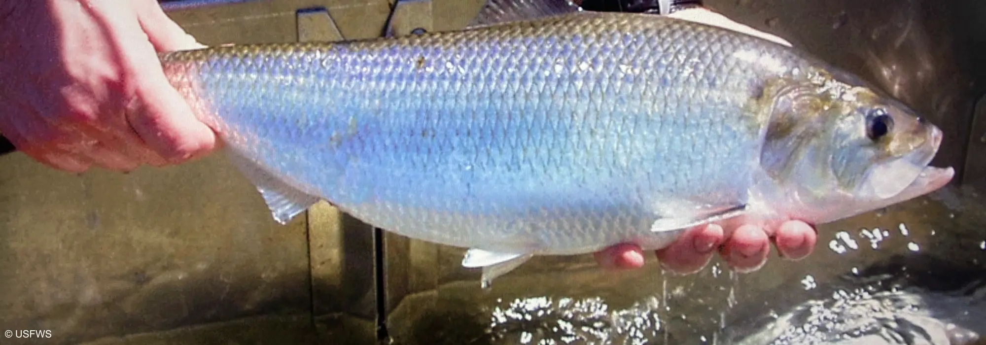 A person is holding a fish