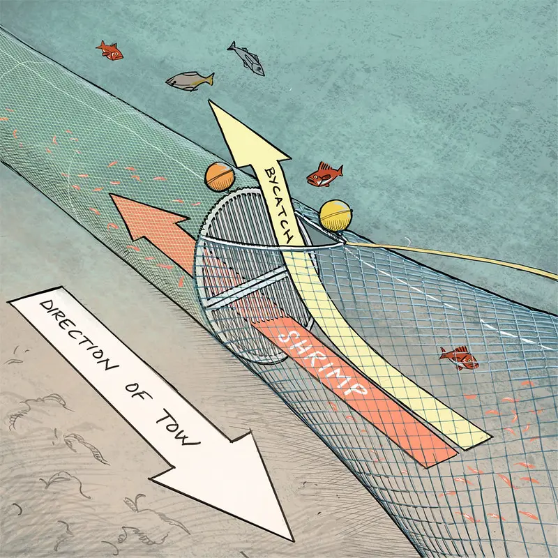 An illustration of a pink shrimp bycatch reduction device.