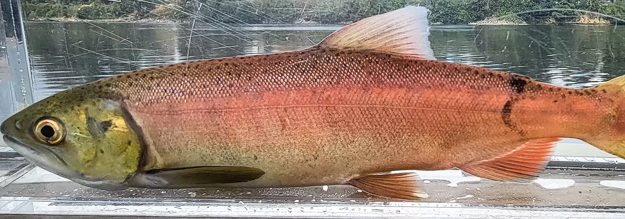 A fish in aquarium