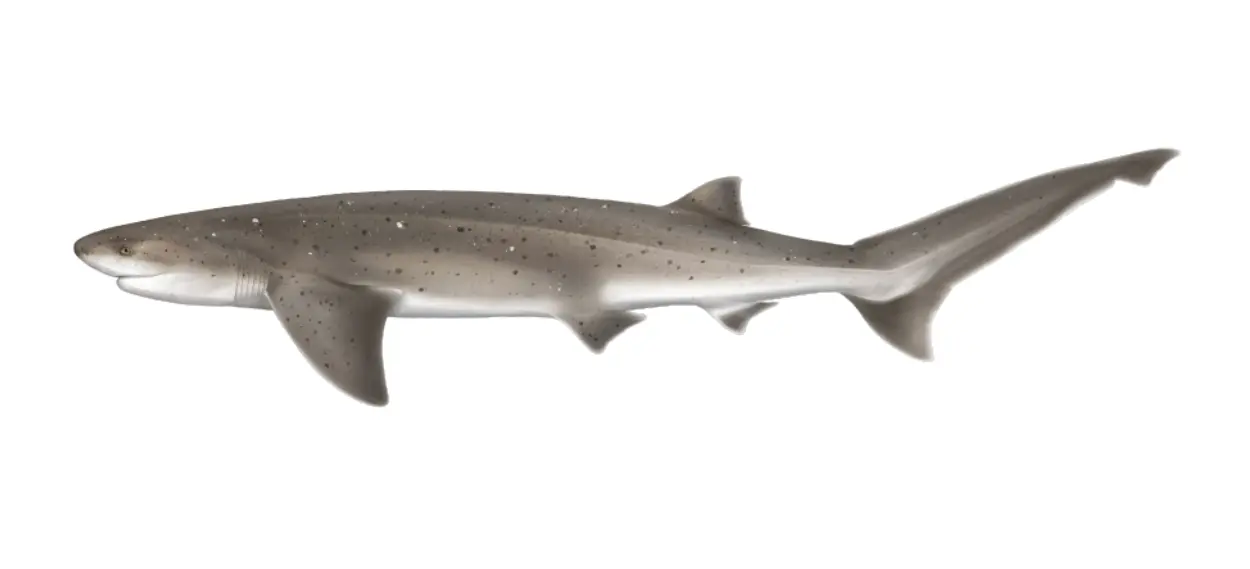 Broadnose sevengill shark