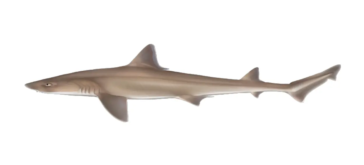 Brown snoothhound shark
