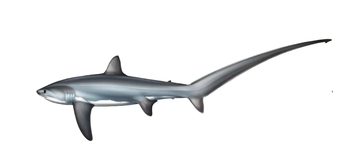 Common thresher shark