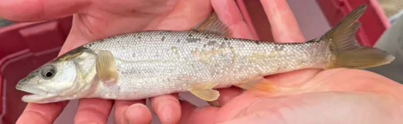 Adult Northern Pikeminnow showing elongated silver body and pointed snout held in a person’s hand.