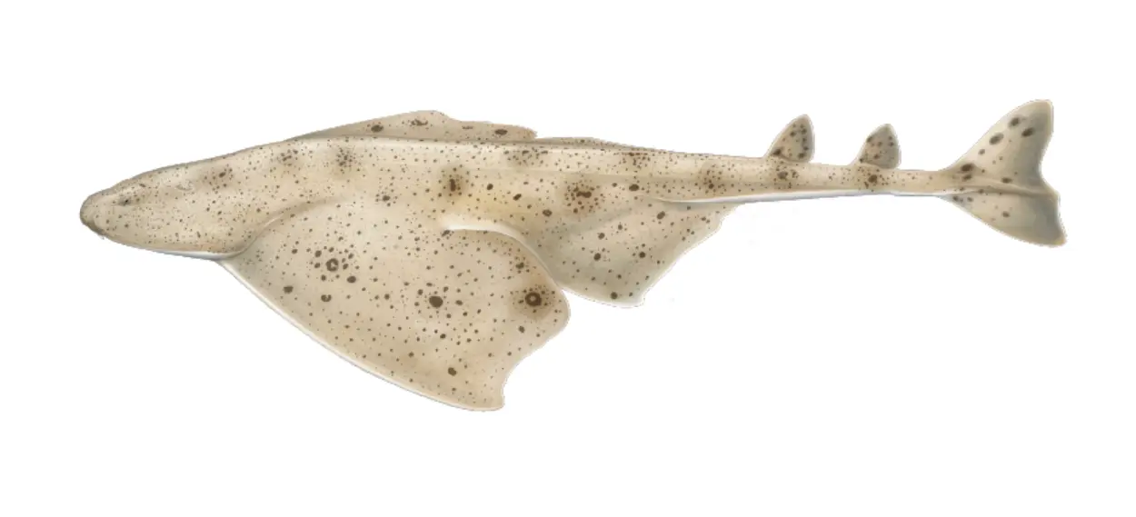 Pacific angel shark