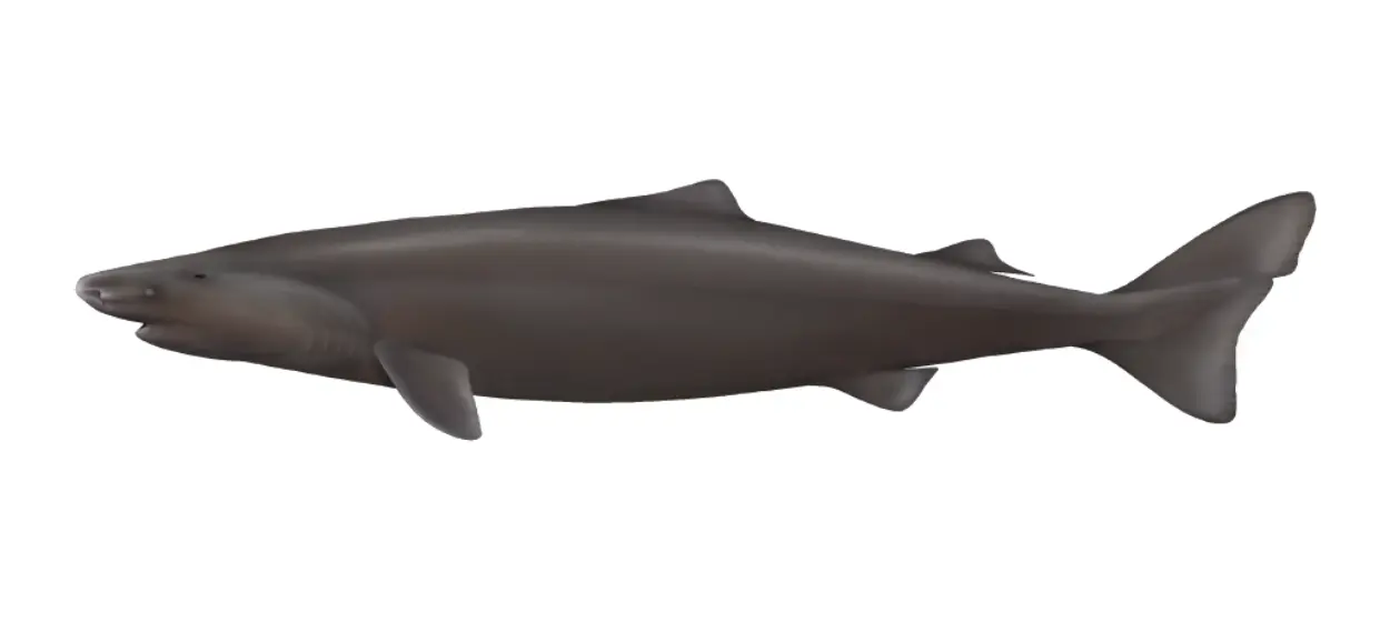 Pacific sleeper shark