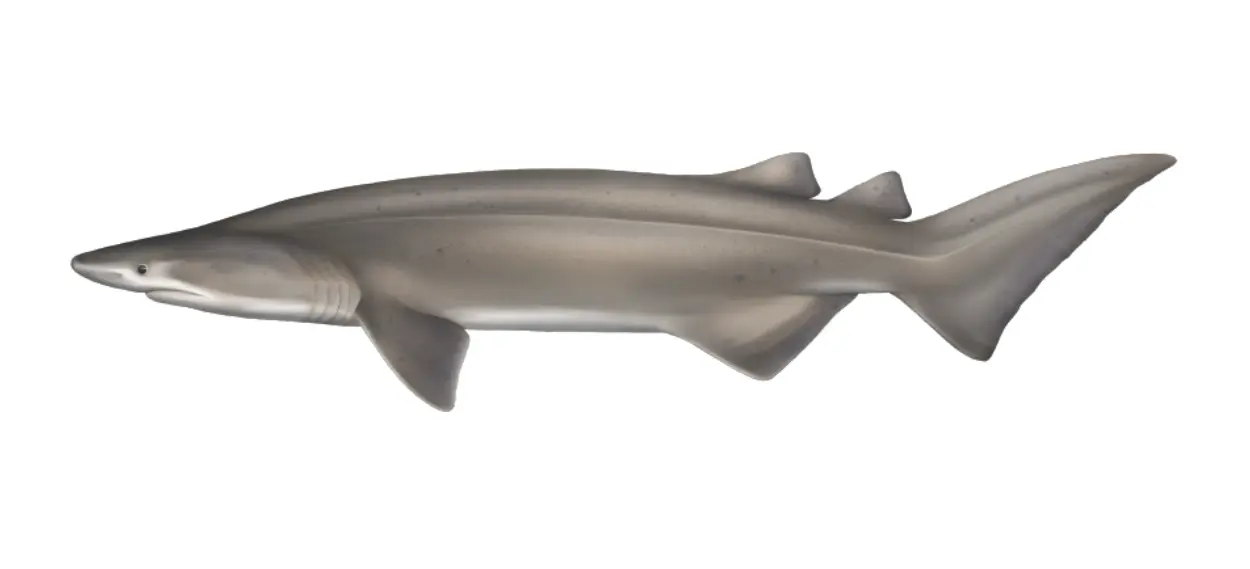 Prickly shark