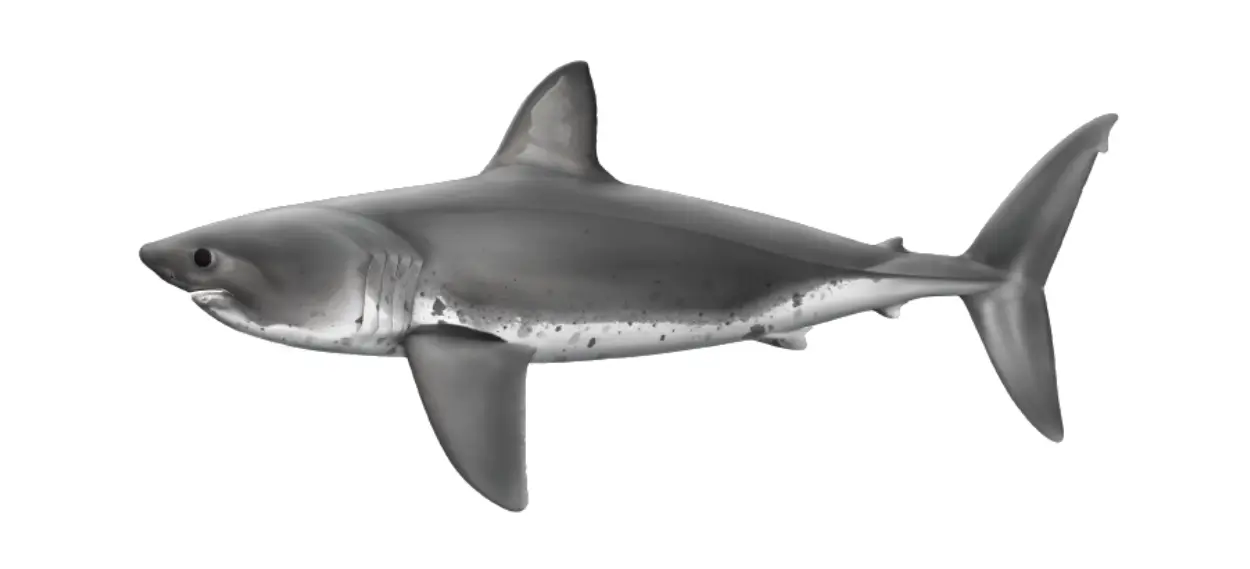 Salmon shark