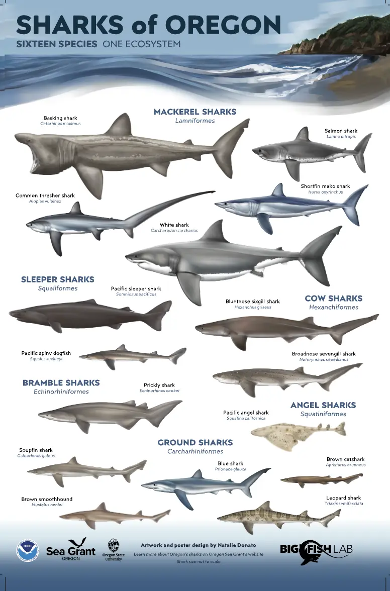 Sharks of Oregon
