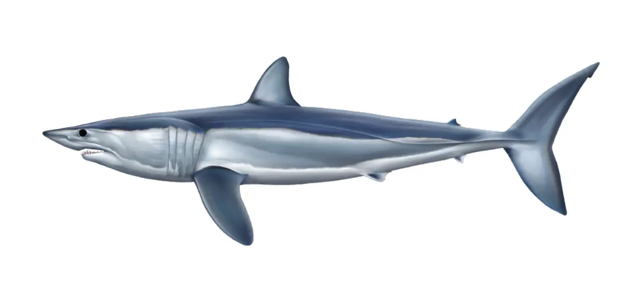 Shortfin mako