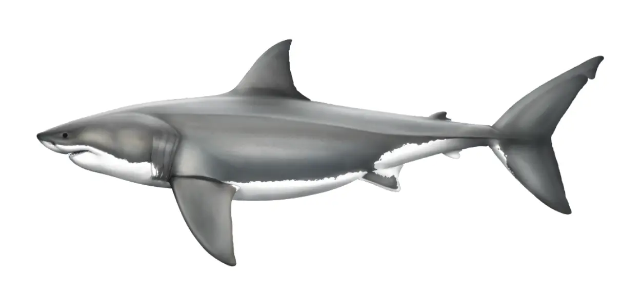 White shark