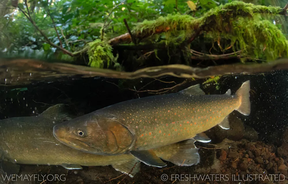 Two Bull Trout swim just below the surface of the water. Above them is a mossy log.