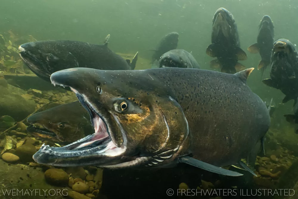 A nclose up of a Chinook salmon with its mouth open. Other salmon are swiming in the background.