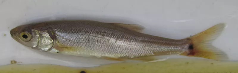 Juvenile Northern Pikeminnow showing streamlined silver body and slightly forked tail on a white background.