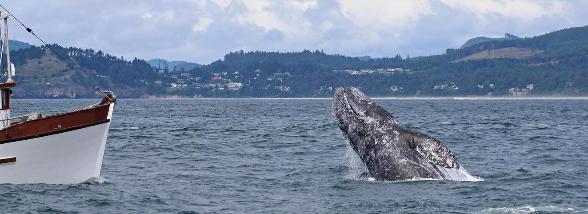 A whale breaches near a boat off the Oregon coast