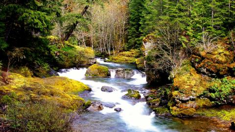 A mountain stream rushes over moss covered boulders. Old growth conifers and alders line the stream.