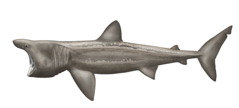 Basking shark