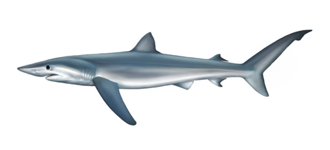 Blue shark