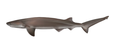 Bluntnose sixgill shark