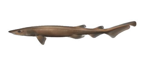 Brown catshark