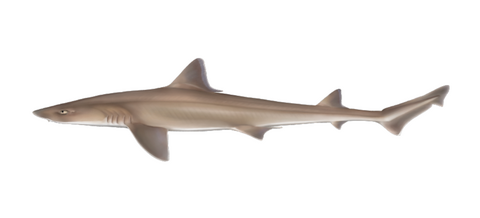 Brown snoothhound shark