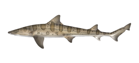 Leopard shark