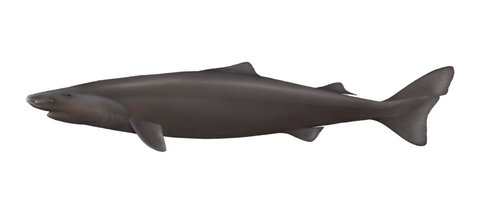 Pacific sleeper shark