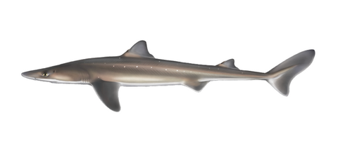 Pacific spiny dogfish shark