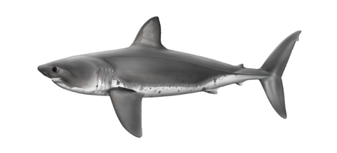 Salmon shark