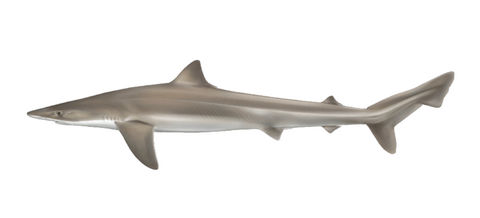 Soupfin shark